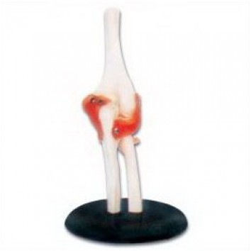 LIFE-SIZE FUNCTIONAL HUMAN ELBOW JOINT
